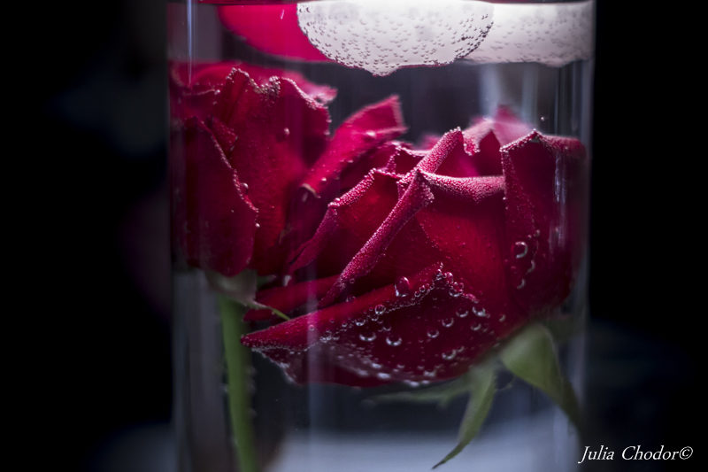 Roses. Photo: Julia Chodor