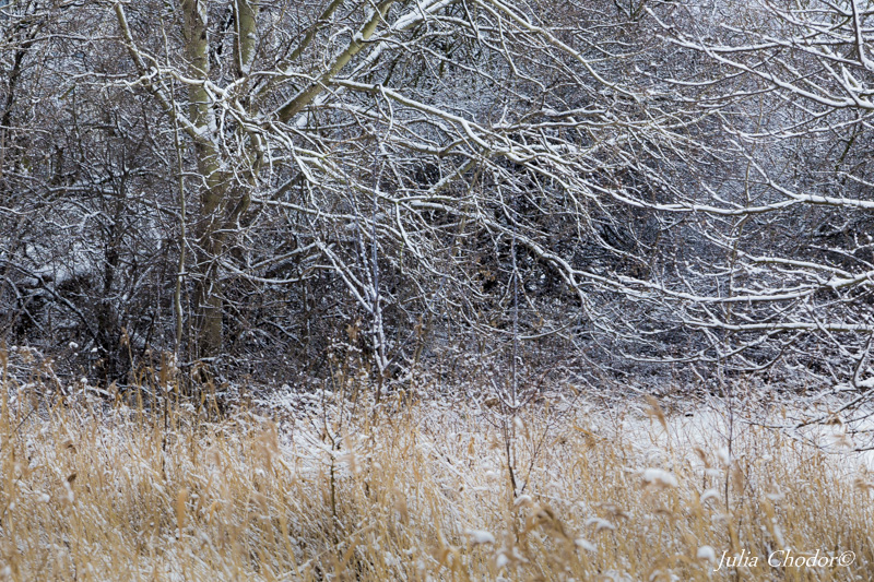 winter, landscape, art photography - Julia Chodor Photography