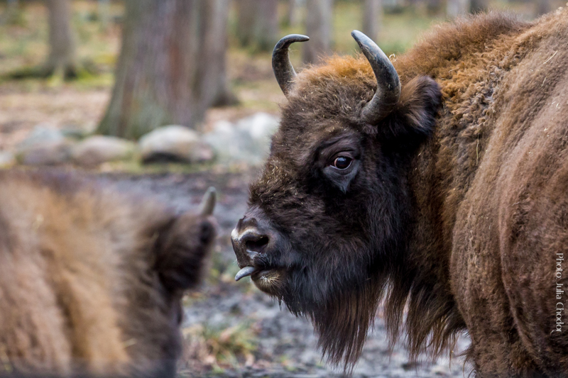 żubr, wisent, European bison. Photo: Julia Chodor