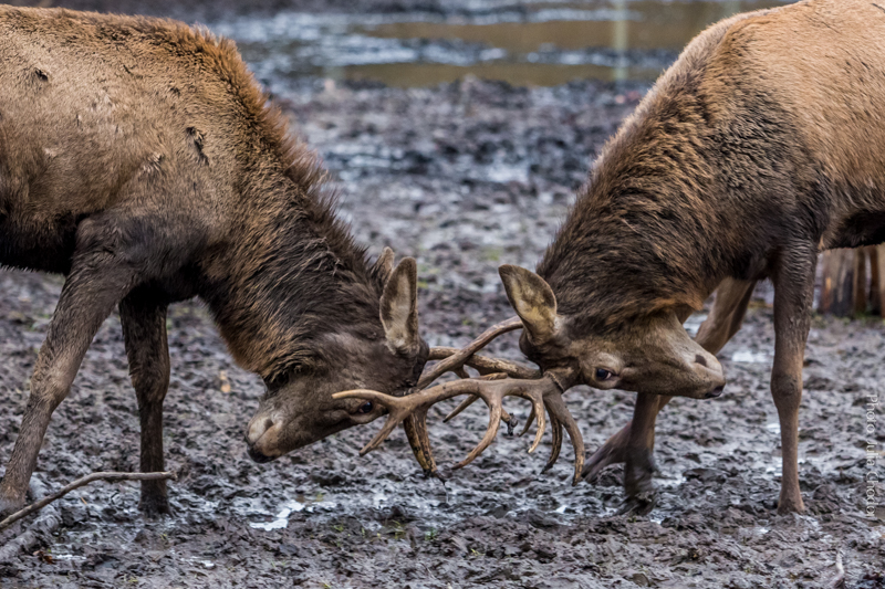 jelenie, deers Photo: Julia Chodor