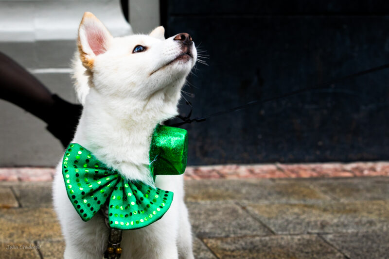 St. Patrick's Day, Ireland, dzień św. Patryka, Irlandia, Julia Chodor