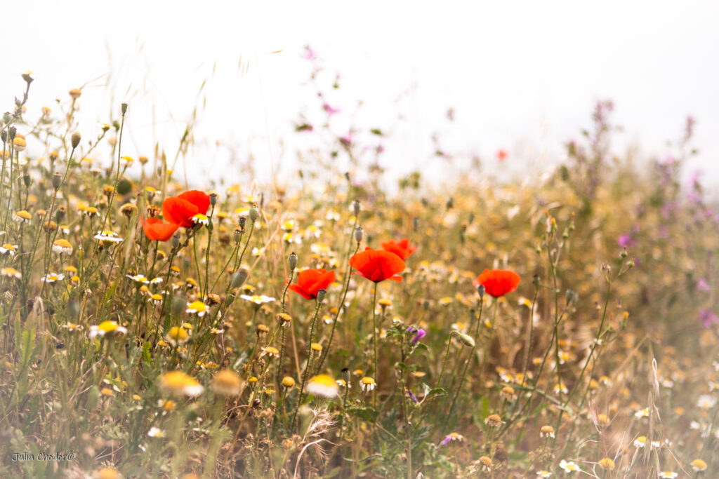 nr katalogowy 140518_JBC_072